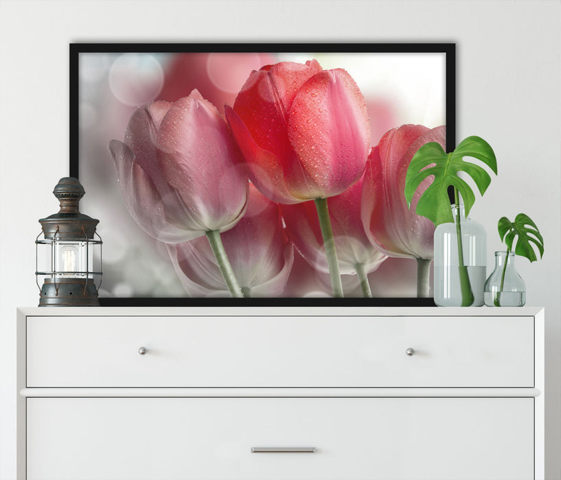 Wunderschöne Tulpen, Poster mit Bilderrahmen