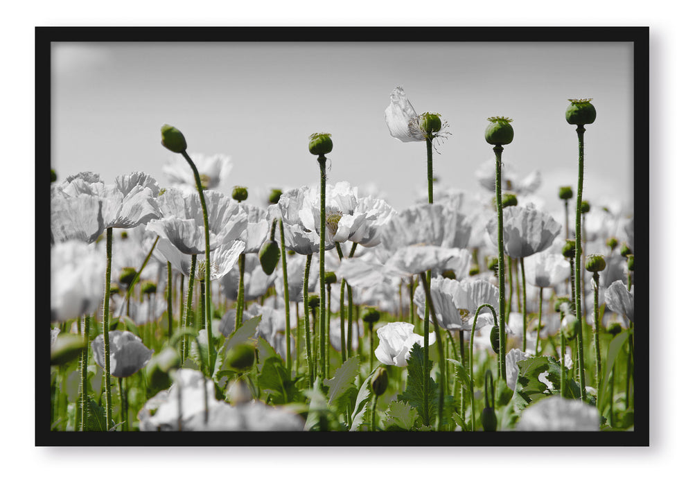 Pixxprint Blumenwiese Mohnblumen, Poster mit Bilderrahmen