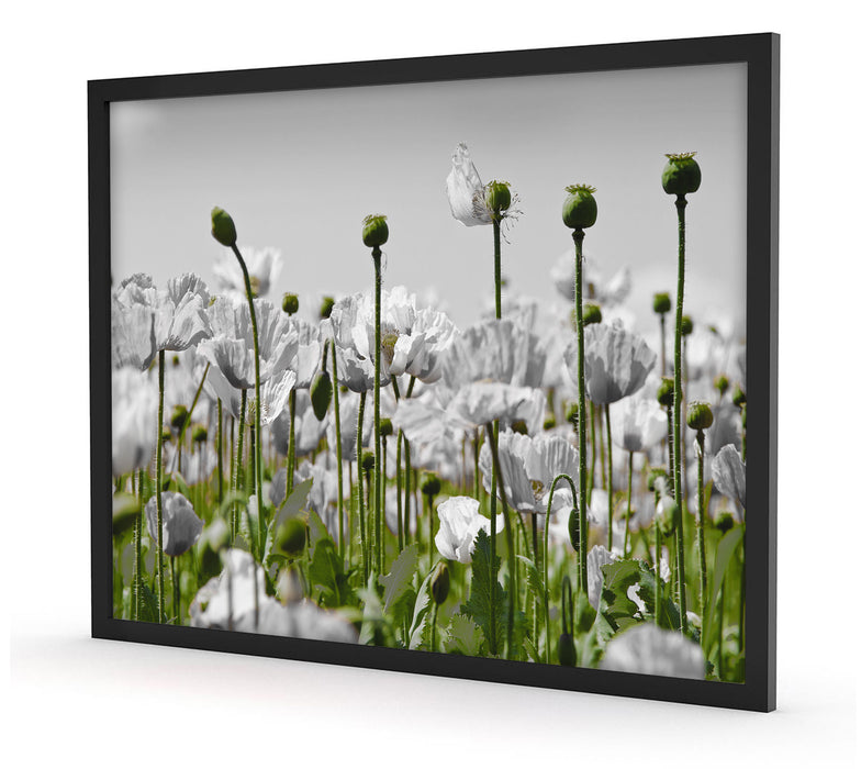 Blumenwiese Mohnblumen, Poster mit Bilderrahmen