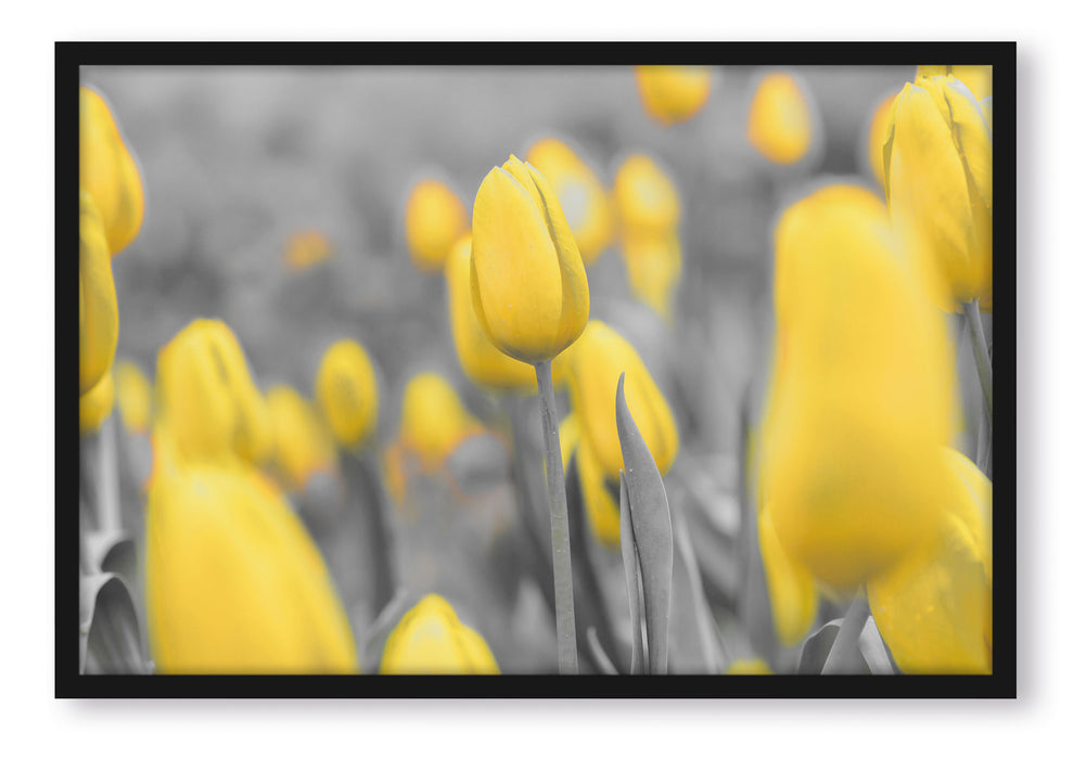 Pixxprint Gelbes Tulpenmeer, Poster mit Bilderrahmen