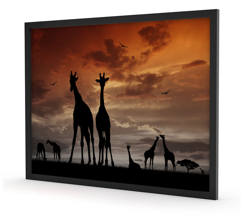 Afrika Giraffen im Sonnenuntergang, Poster mit Bilderrahmen