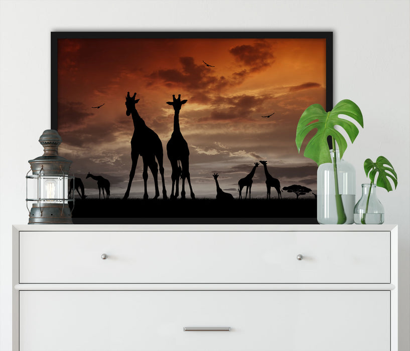 Afrika Giraffen im Sonnenuntergang, Poster mit Bilderrahmen