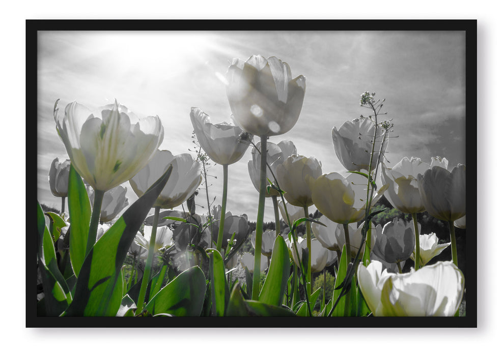 Pixxprint wunderschöne Tulpenwiese, Poster mit Bilderrahmen