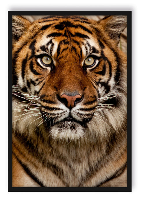 Pixxprint Aufmerksamer Tiger, Poster mit Bilderrahmen