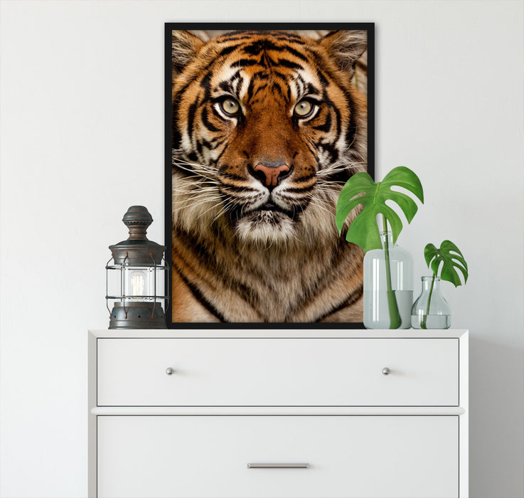 Aufmerksamer Tiger, Poster mit Bilderrahmen