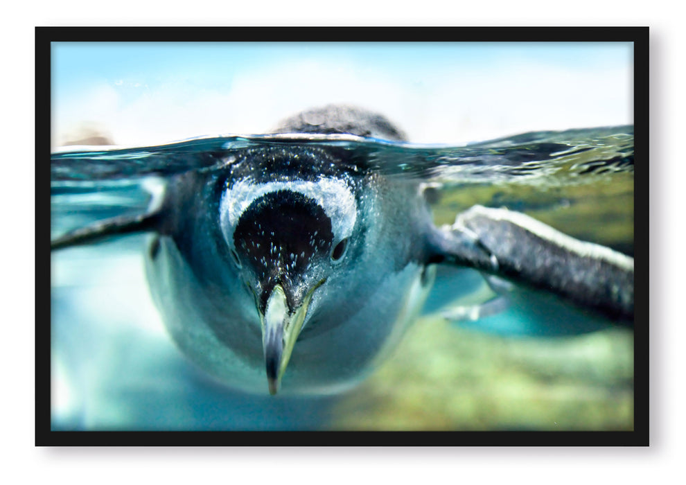 Pixxprint Pinguin im Wasser, Poster mit Bilderrahmen