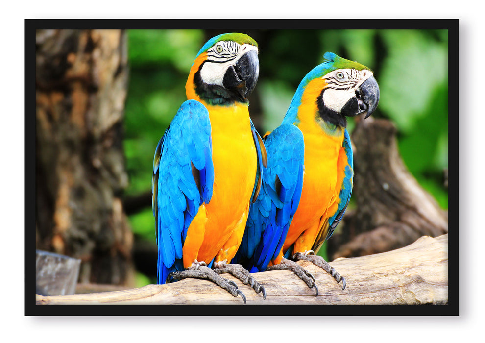 Pixxprint Zwei Papageien, Poster mit Bilderrahmen