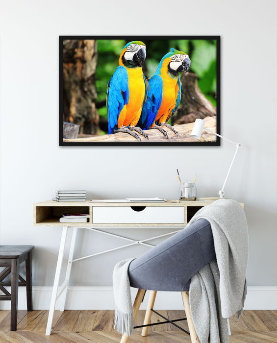 Zwei Papageien, Poster mit Bilderrahmen