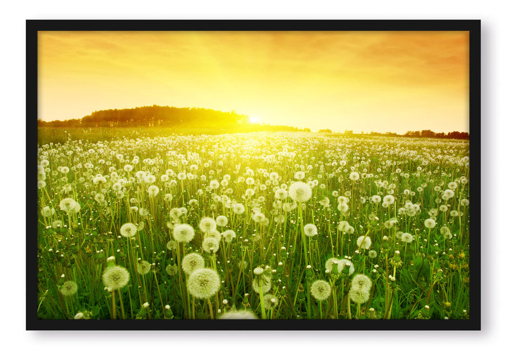 Pixxprint Pusteblumen Sonnenuntergang, Poster mit Bilderrahmen