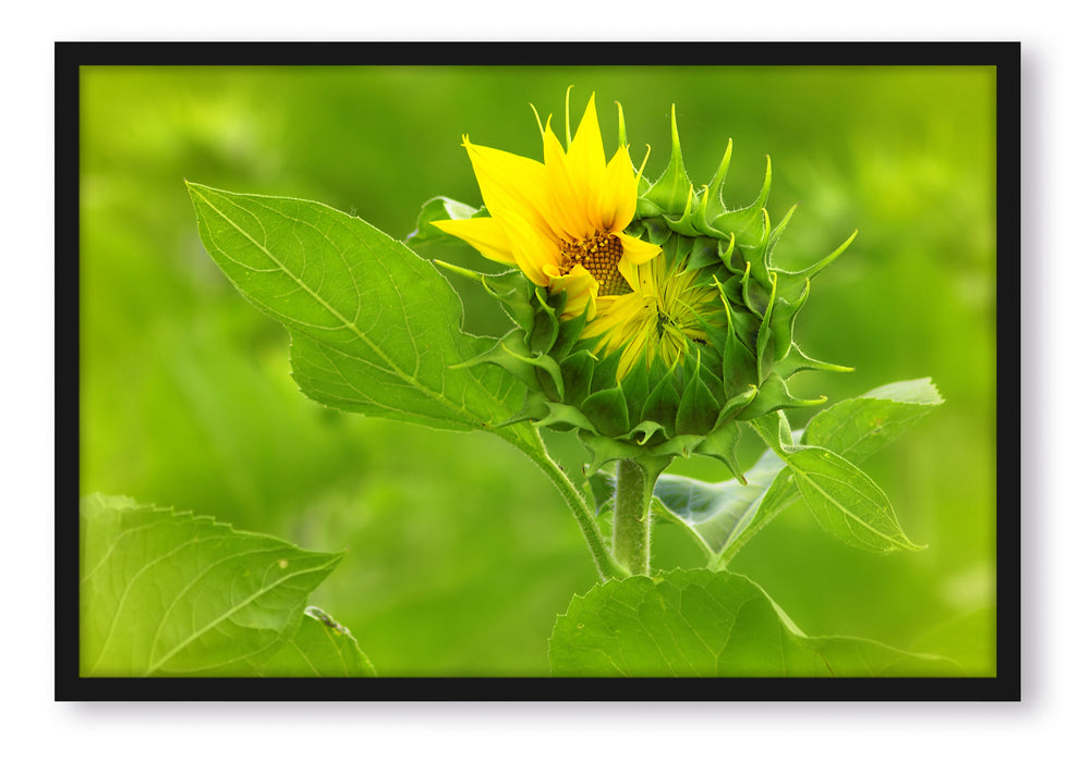 Pixxprint Aufblühende Sonnenblume, Poster mit Bilderrahmen