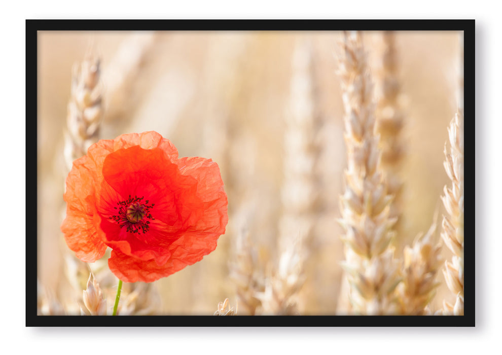 Pixxprint Mohnblume im Kornfeld, Poster mit Bilderrahmen