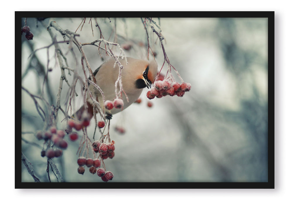 Pixxprint Kleiner Vogel im Vogelbeerbaum, Poster mit Bilderrahmen