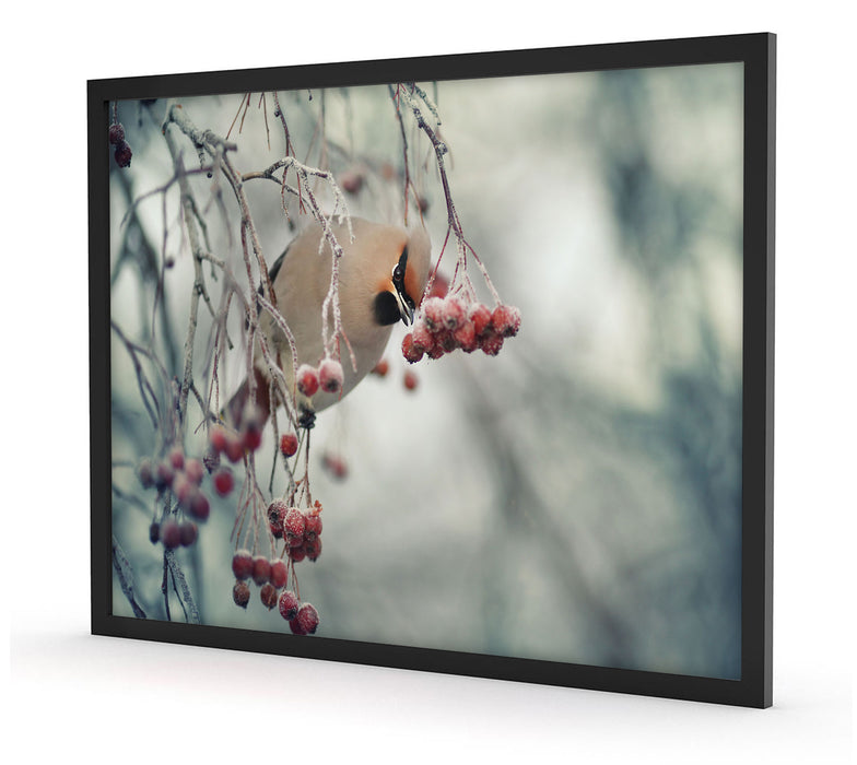 Kleiner Vogel im Vogelbeerbaum, Poster mit Bilderrahmen