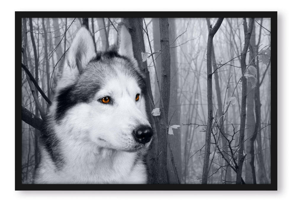 Pixxprint Wachsamer Husky, Poster mit Bilderrahmen