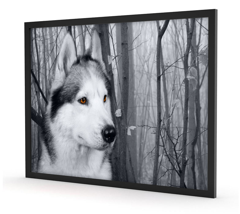 Wachsamer Husky, Poster mit Bilderrahmen