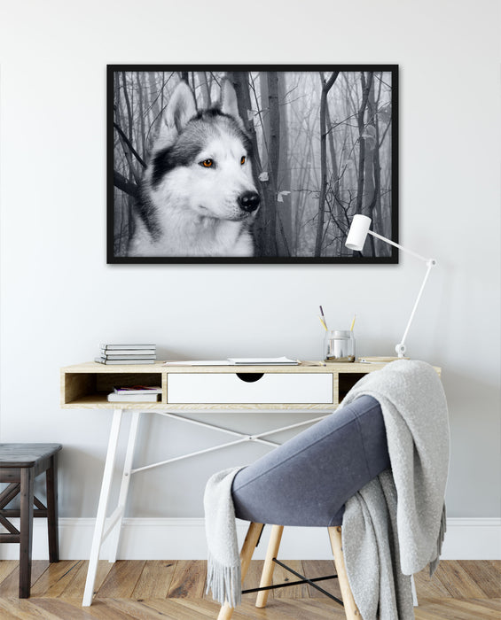 Wachsamer Husky, Poster mit Bilderrahmen