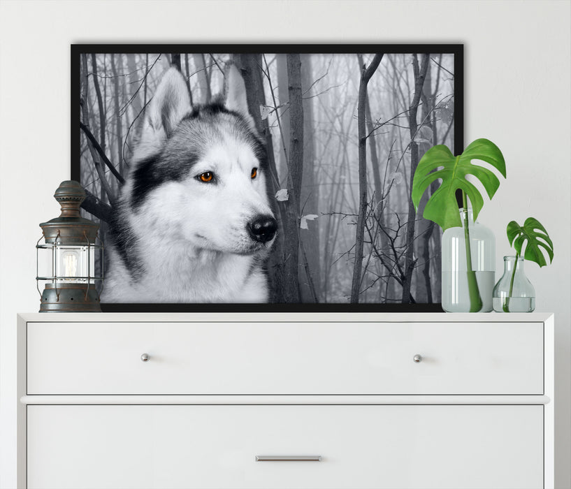 Wachsamer Husky, Poster mit Bilderrahmen