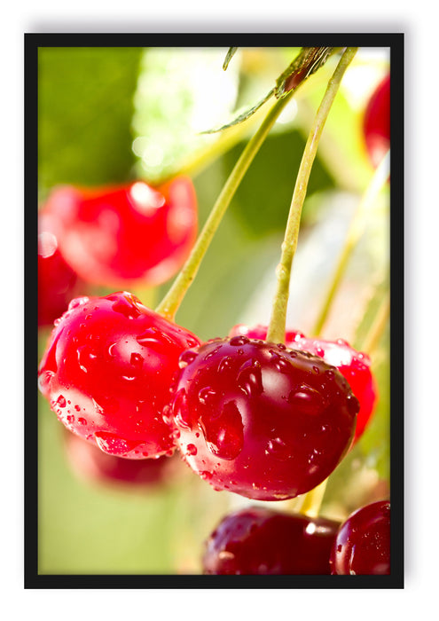 Pixxprint Frische Kirschen am Baum, Poster mit Bilderrahmen