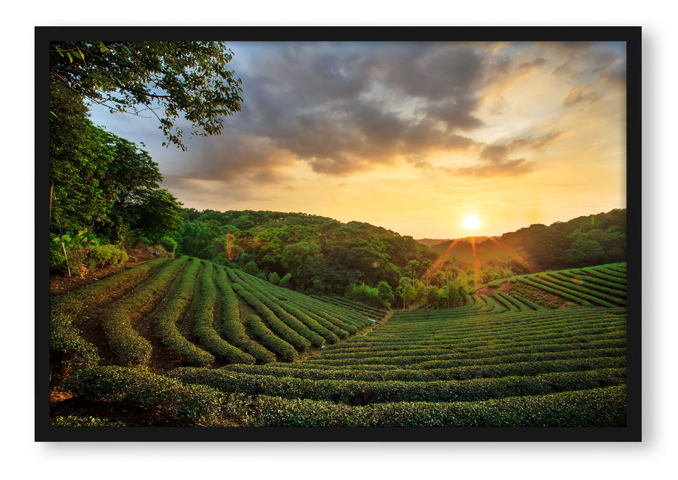 Pixxprint Teeplantage bei Sonnenuntergang, Poster mit Bilderrahmen