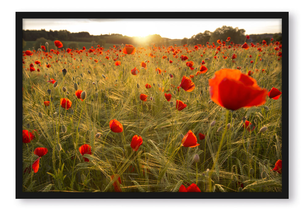 Mohnfeld bei Sonnenuntergang, Poster mit Bilderrahmen