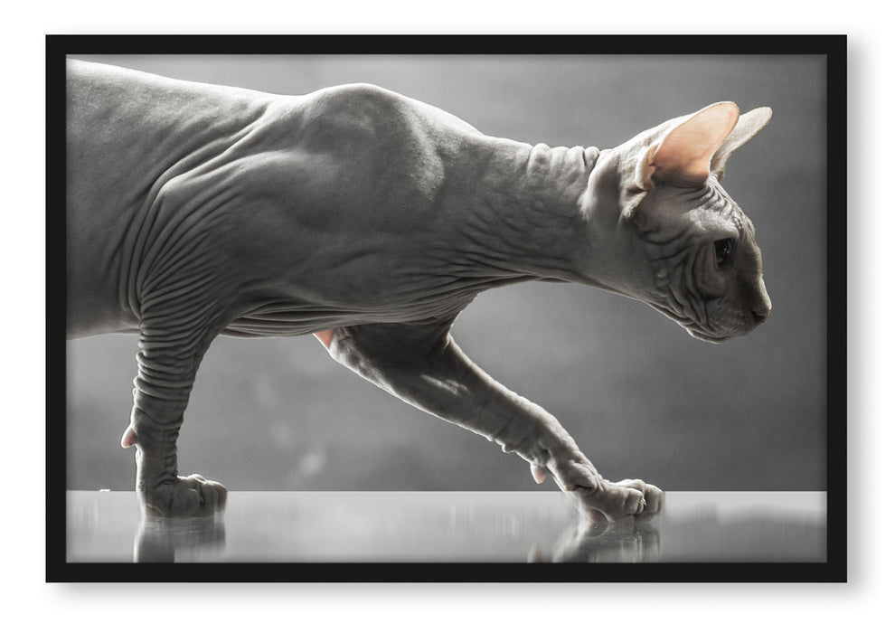 Pixxprint Einzigartige Sphynx Katze, Poster mit Bilderrahmen