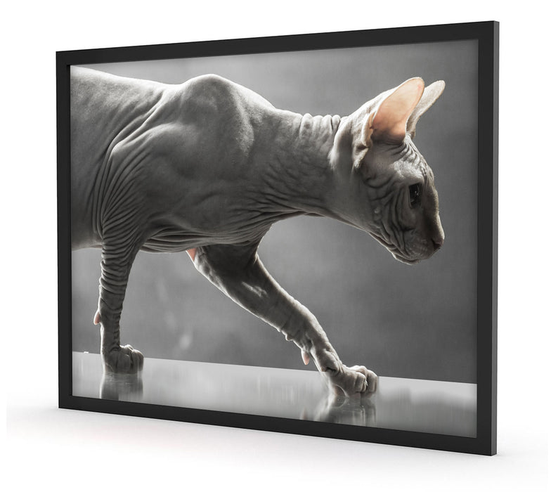 Einzigartige Sphynx Katze, Poster mit Bilderrahmen