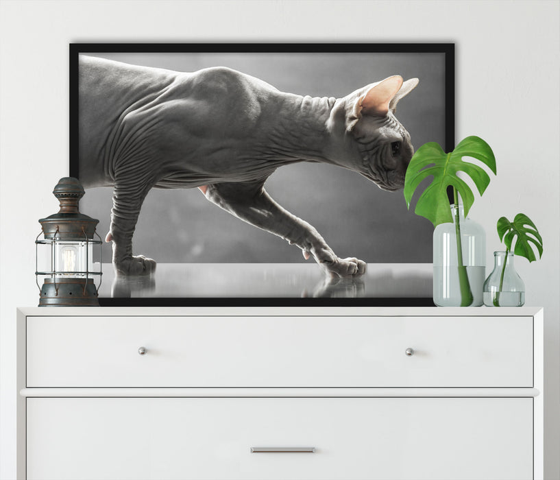 Einzigartige Sphynx Katze, Poster mit Bilderrahmen