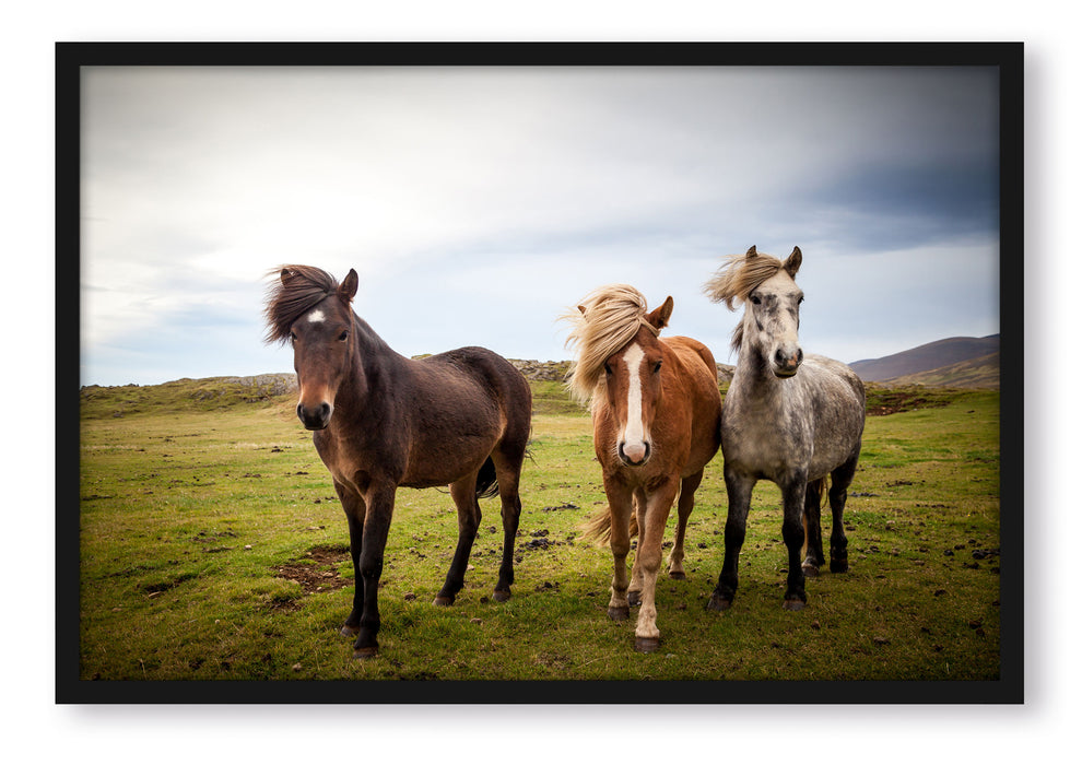 Pixxprint Drei wilde Islandpferde, Poster mit Bilderrahmen