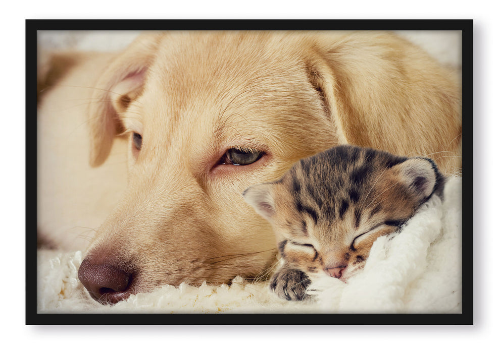 Pixxprint Träumendes Kätzchen neben Hund, Poster mit Bilderrahmen