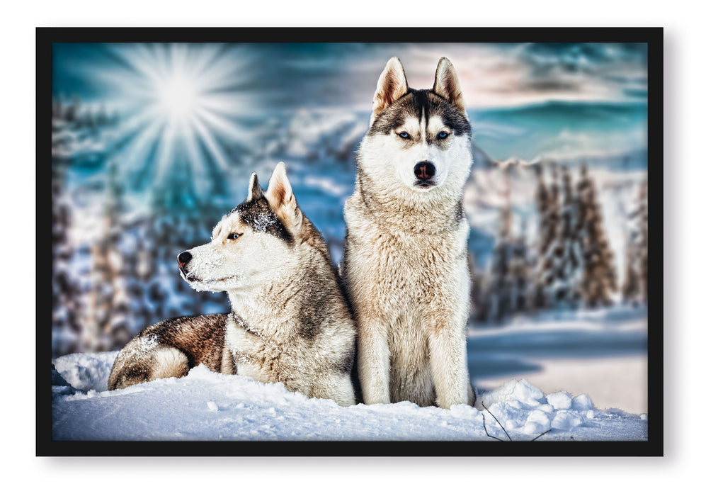 Pixxprint Zwei wilde Huskies, Poster mit Bilderrahmen