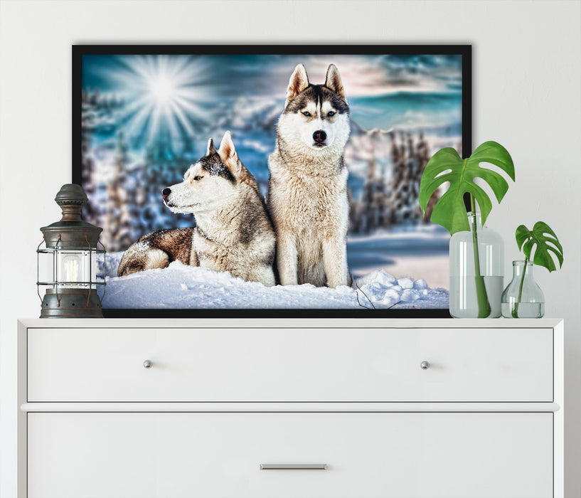 Zwei wilde Huskies, Poster mit Bilderrahmen