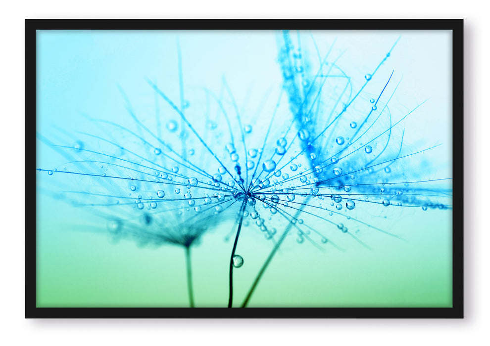 Pusteblume bedeckt mit Tropfen, Poster mit Bilderrahmen