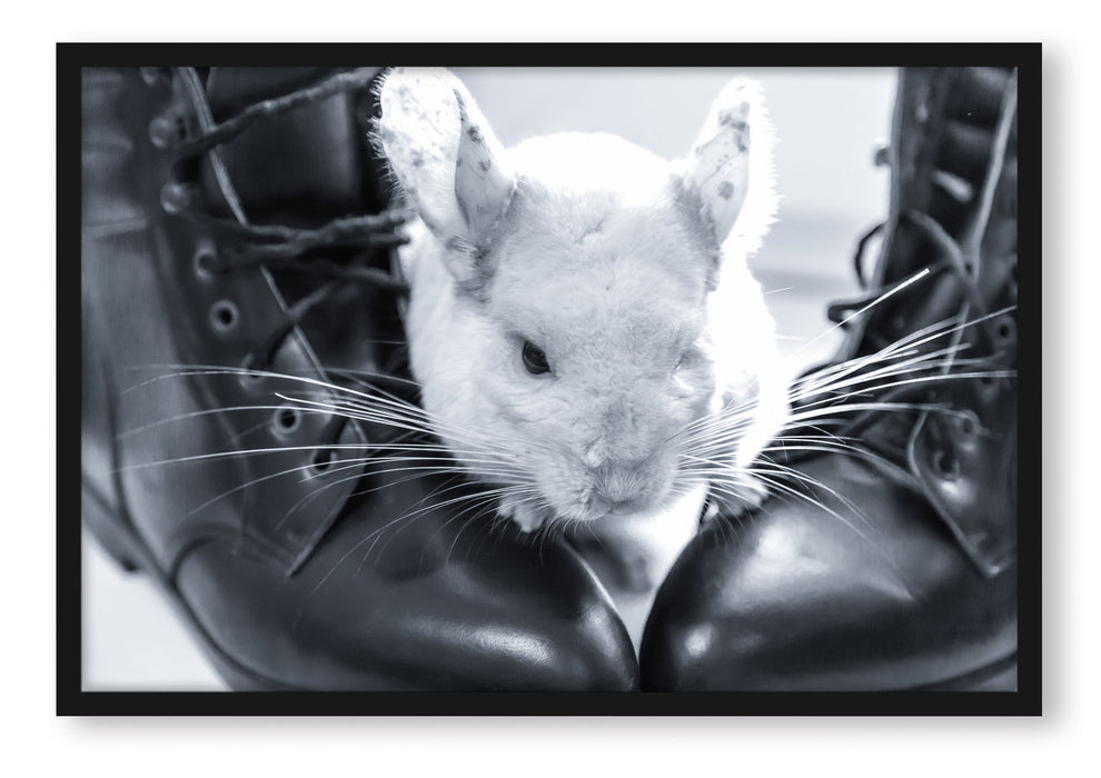 Pixxprint Chinchilla zwischen Schuhen, Poster mit Bilderrahmen