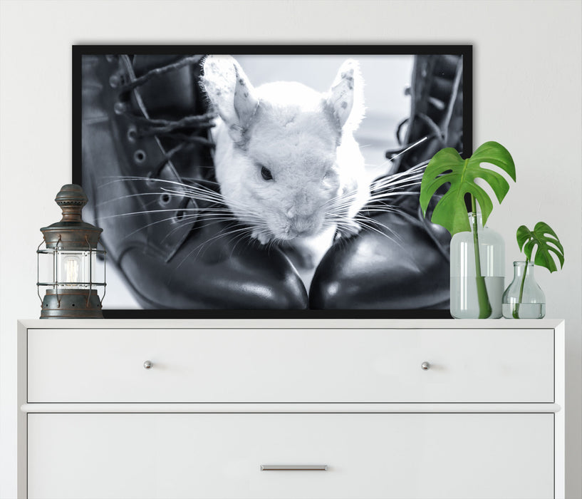 Chinchilla zwischen Schuhen, Poster mit Bilderrahmen