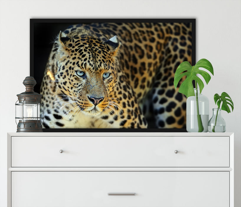 Prächtiger Leopard, Poster mit Bilderrahmen