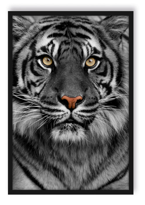 Pixxprint Aufmerksamer Tiger, Poster mit Bilderrahmen