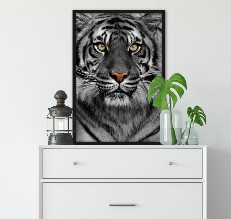 Aufmerksamer Tiger, Poster mit Bilderrahmen