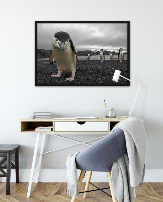 Lustige Pinguine, Poster mit Bilderrahmen