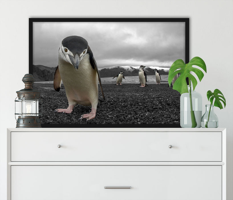 Lustige Pinguine, Poster mit Bilderrahmen