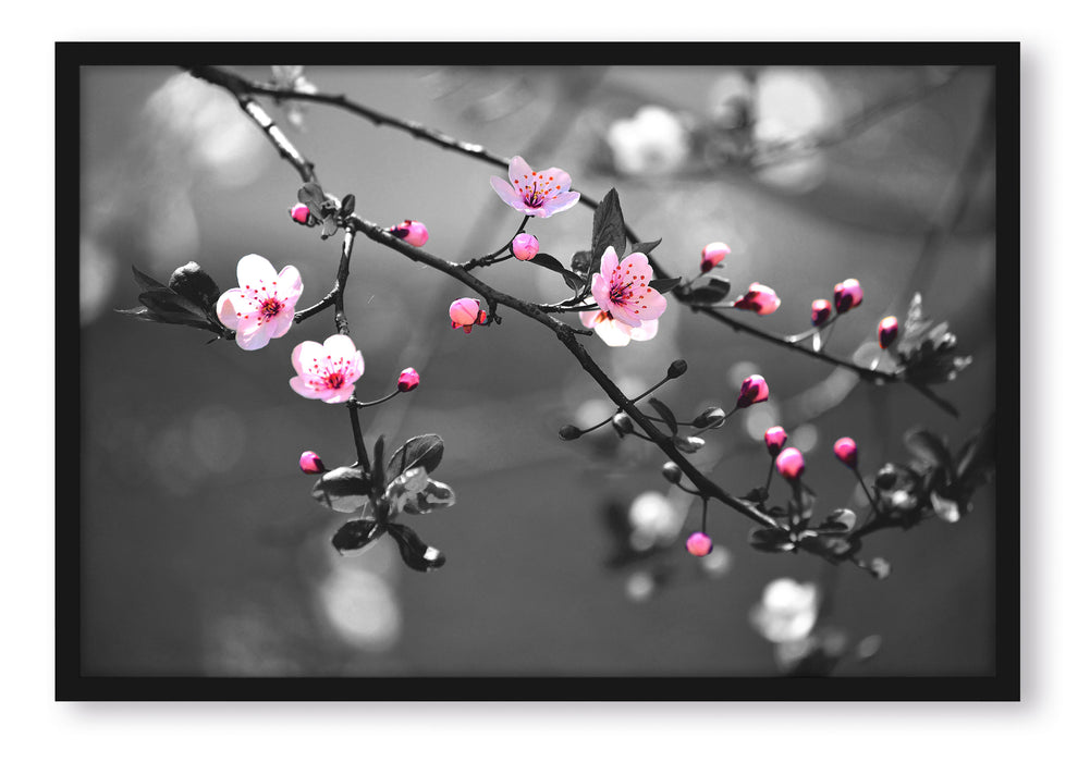 Pixxprint Exotische Sakura Blüten, Poster mit Bilderrahmen