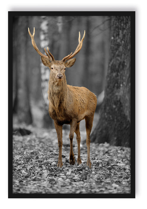 Pixxprint Schöner Hirsch im Wald, Poster mit Bilderrahmen