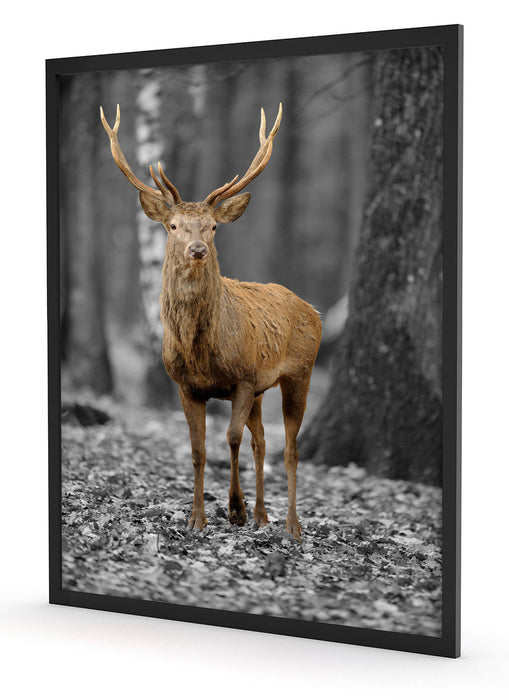 Schöner Hirsch im Wald, Poster mit Bilderrahmen