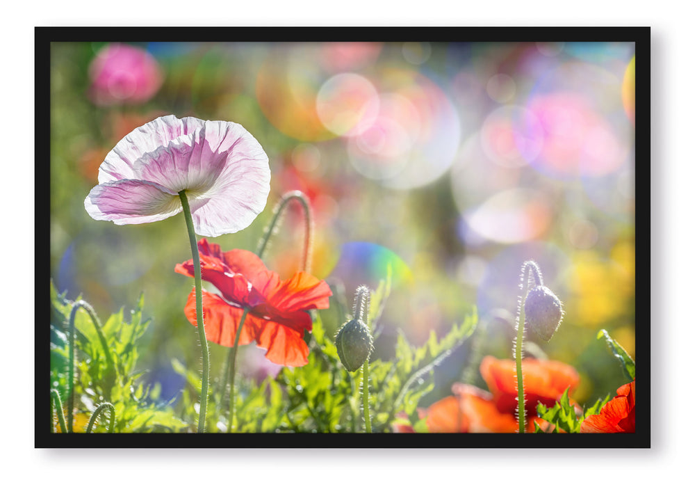 Pixxprint Kalifornischer Mohn im Frühling, Poster mit Bilderrahmen