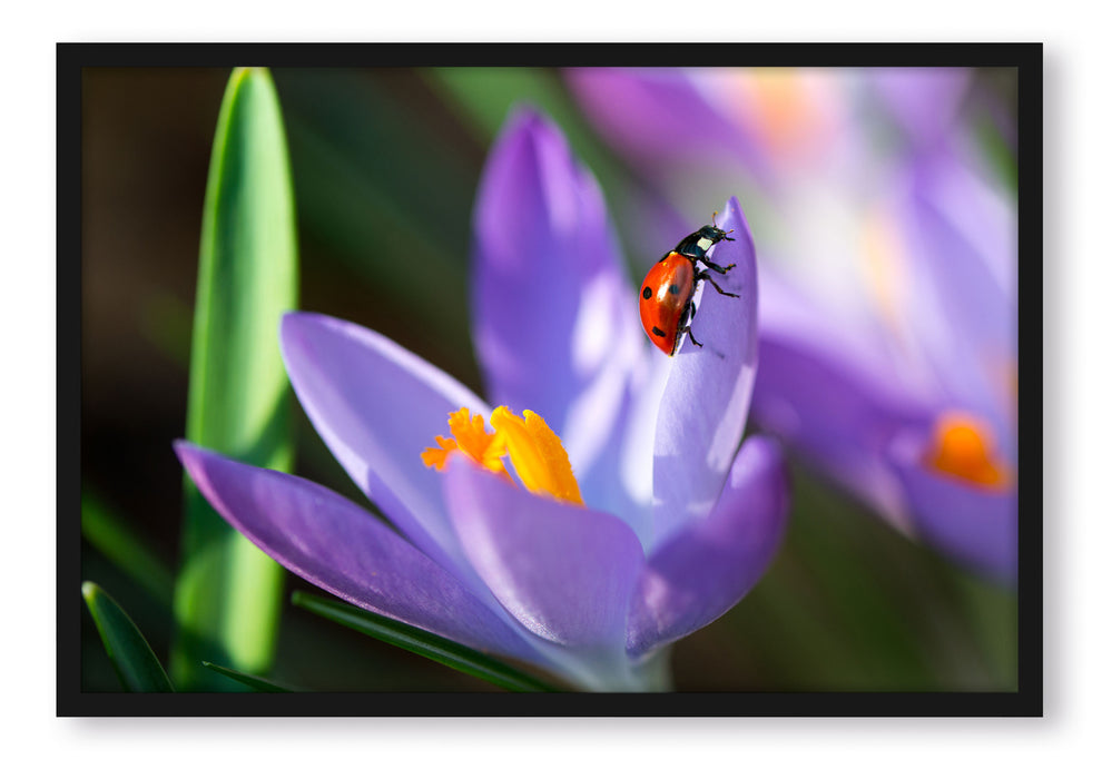 Pixxprint Krokussblüte mit Marienkäfer, Poster mit Bilderrahmen