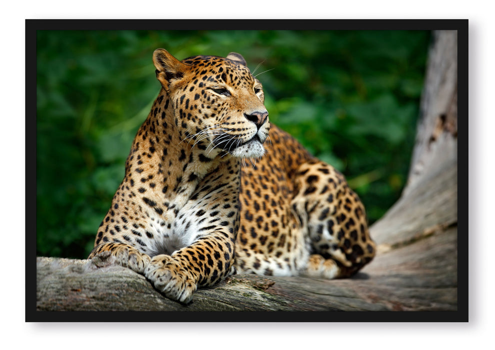 Pixxprint Wunderschöner Leopard in der Natur, Poster mit Bilderrahmen