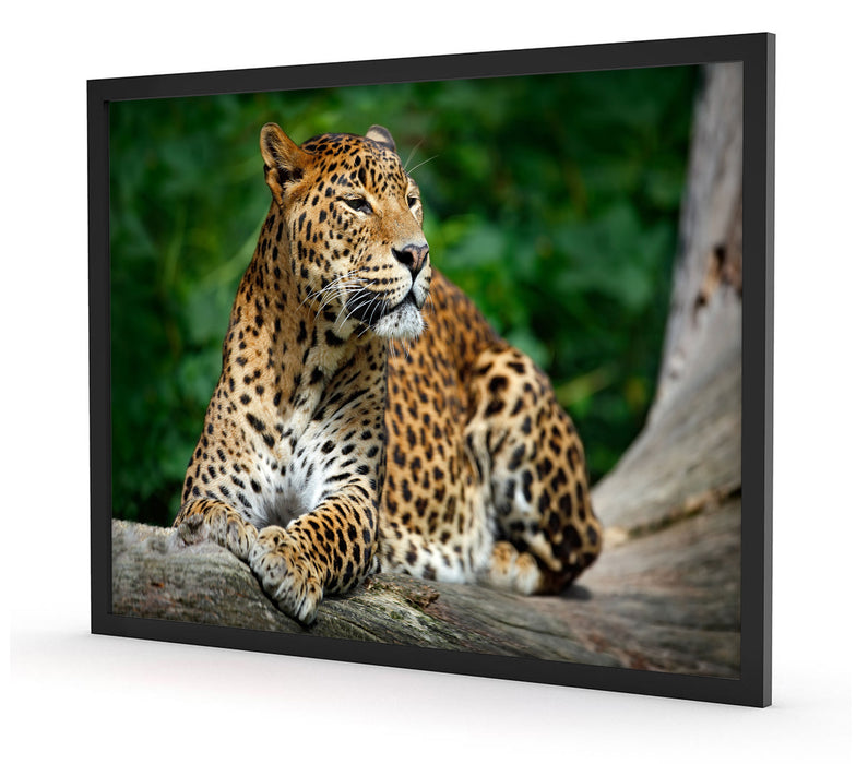 Wunderschöner Leopard in der Natur, Poster mit Bilderrahmen