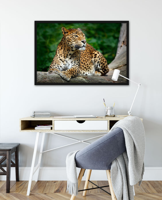 Wunderschöner Leopard in der Natur, Poster mit Bilderrahmen