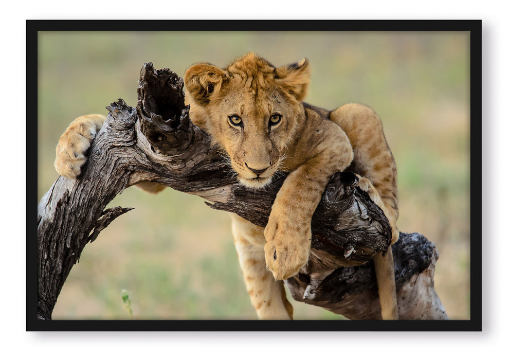 Pixxprint Junger Löwe in der Natur, Poster mit Bilderrahmen