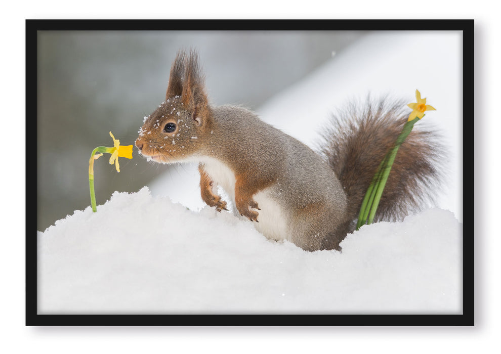 Pixxprint Eichhörnchen im Schnee, Poster mit Bilderrahmen