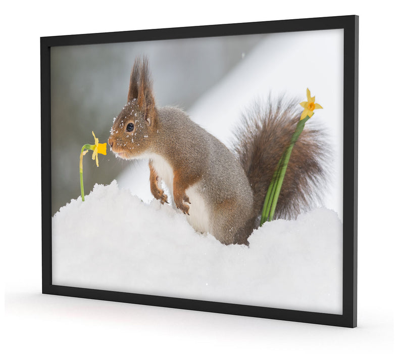 Eichhörnchen im Schnee, Poster mit Bilderrahmen